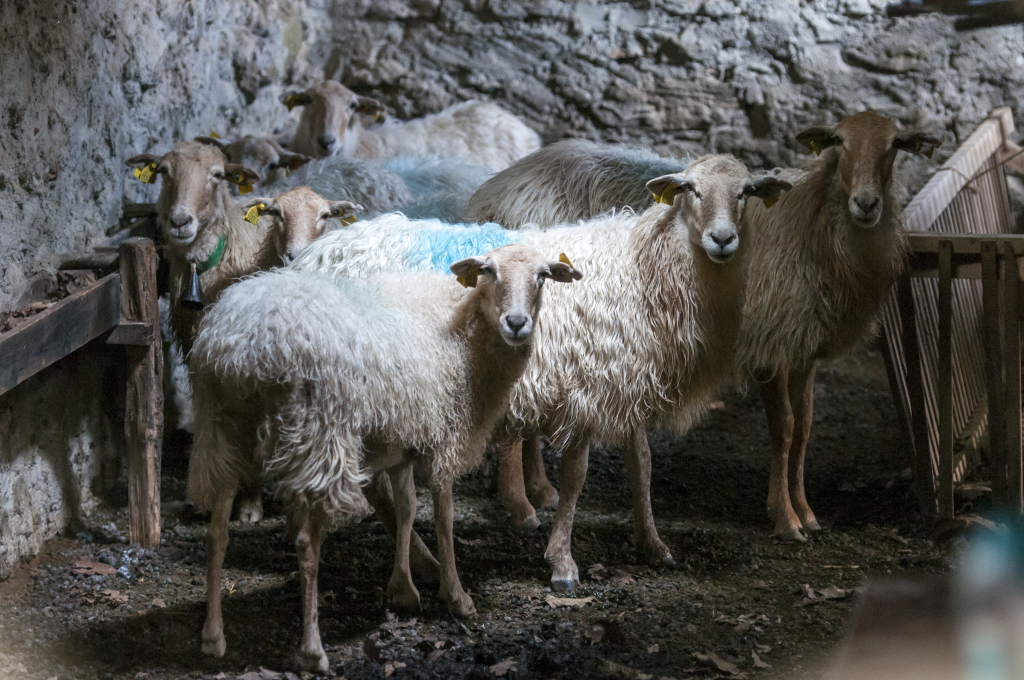 Une brebis basque remporte le 1er prix au Salon de l'Agriculture