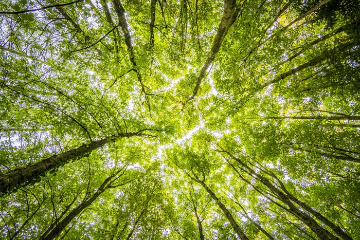 arbre pays basque