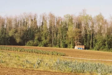 Mobilisation pour sauver la forêt de Juzan à Anglet