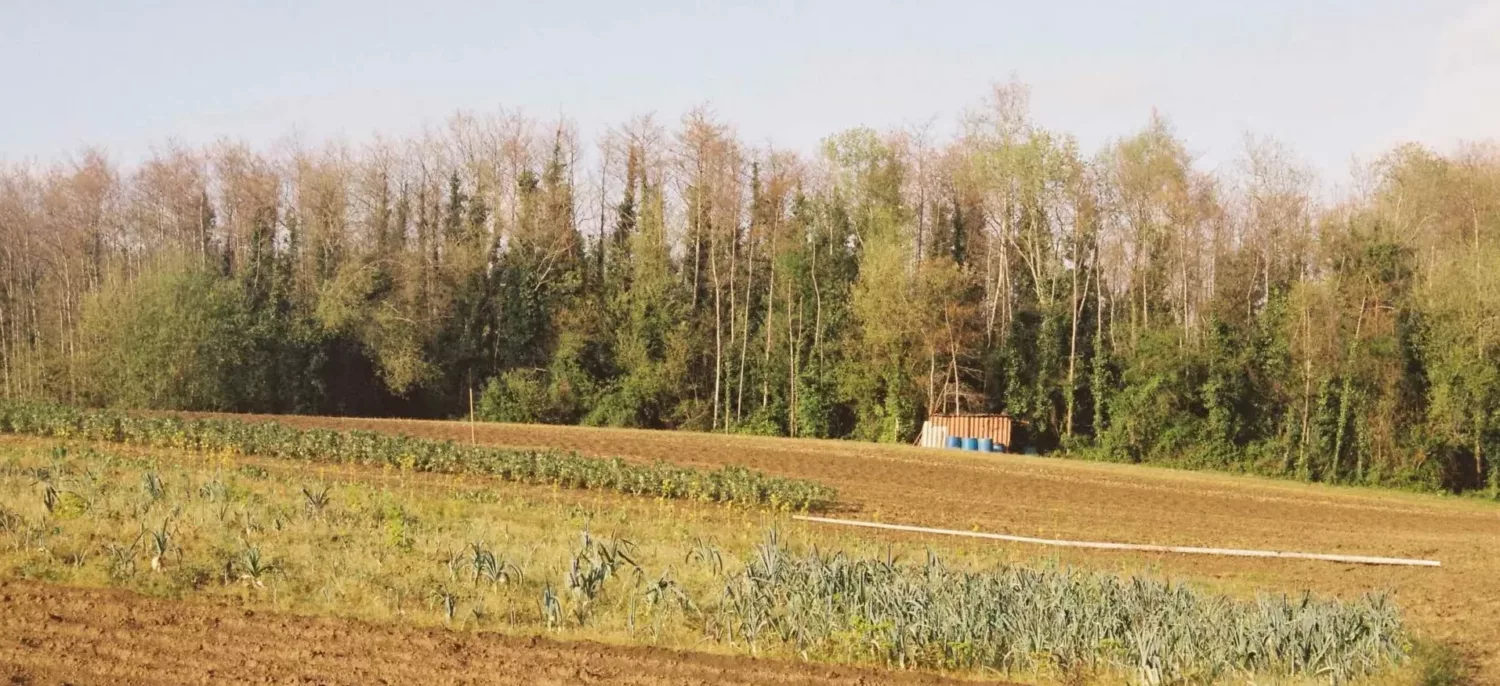 Mobilisation pour sauver la forêt de Juzan à Anglet