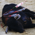 corrida bayonne