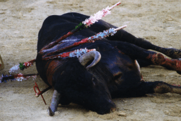 corrida bayonne