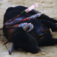 corrida bayonne