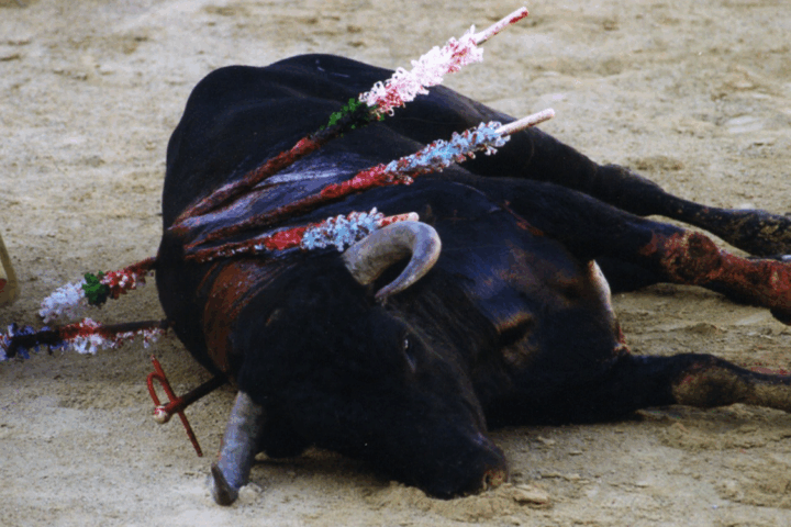 corrida bayonne