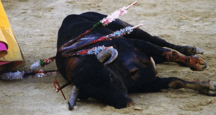 corrida bayonne