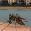 Chikungunya : premier cas autochtone confirmé à Hendaye