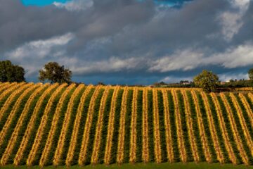 Chasselas de Moissac
