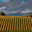 Chasselas de Moissac