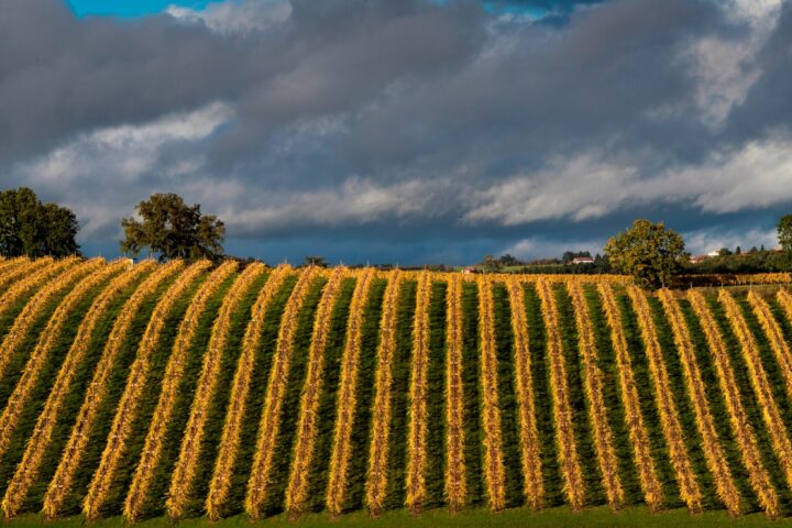 Chasselas de Moissac