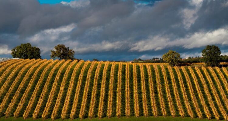 Chasselas de Moissac