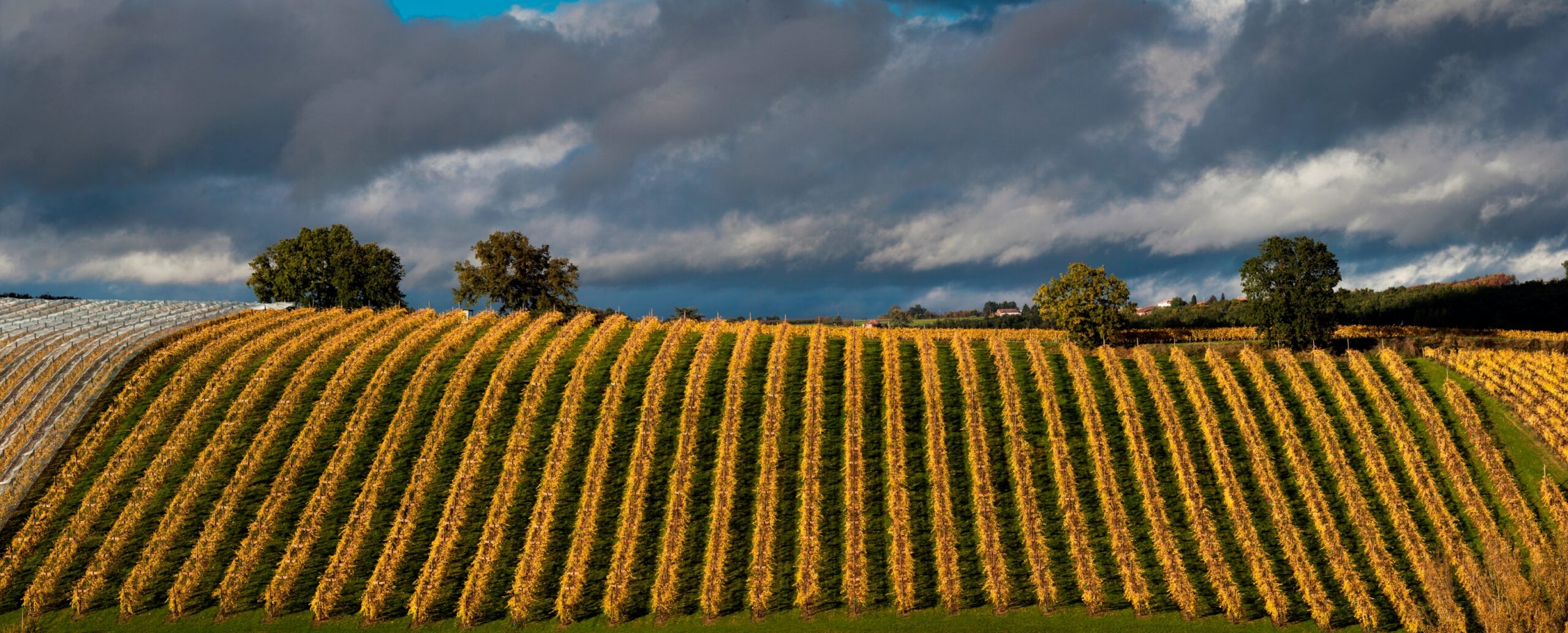 Chasselas de Moissac