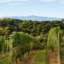 Vignobles en Scène