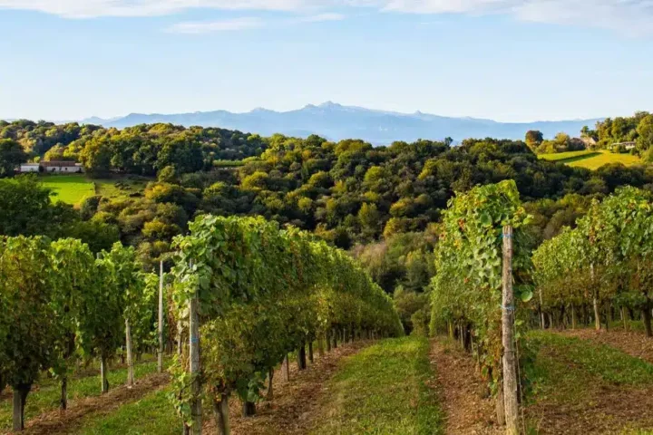 Vignobles en Scène