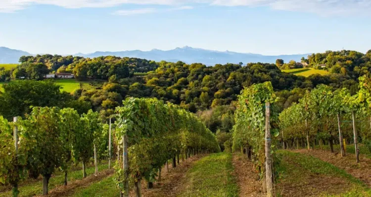 Vignobles en Scène