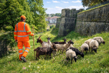 Des chèvres sur les remparts de Bayonne