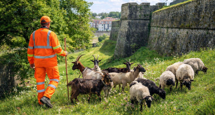 Des chèvres sur les remparts de Bayonne